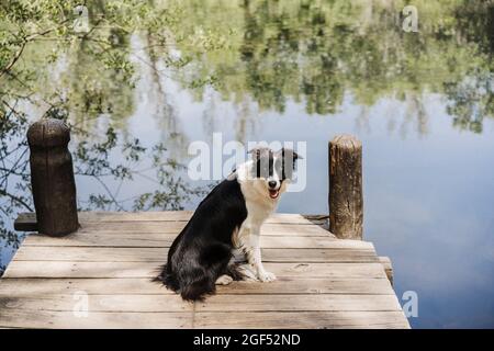 Border Collie sitzt am Pier am See im Wald Stockfoto