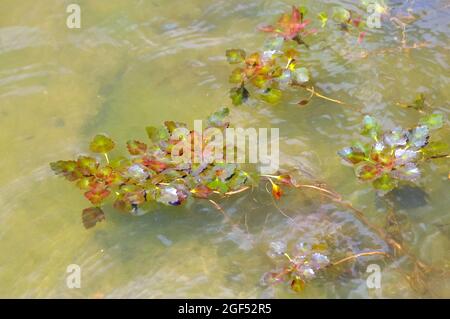 Wasserkalk, Wasserkastanie, Wassernuss, Mâcre nageante, Trapa Natans, Sulyom, Ungarn, Magyarország, Europa Stockfoto