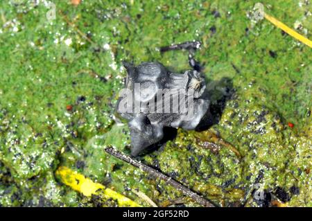 Wasserkalk, Wasserkastanie, Wassernuss, Mâcre nageante, Trapa Natans, Sulyom, Ungarn, Magyarország, Europa Stockfoto