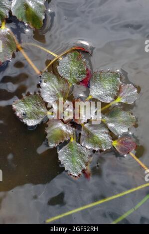 Wasserkalk, Wasserkastanie, Wassernuss, Mâcre nageante, Trapa Natans, Sulyom, Ungarn, Magyarország, Europa Stockfoto