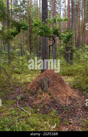 Waldlandschaft. Ein Ameisenhaufen im Taigawald. Stockfoto