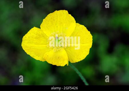 Welsh Mohn, Wald-Scheinmohn, Meconopsis cambrica, velszimak, Europa Stockfoto