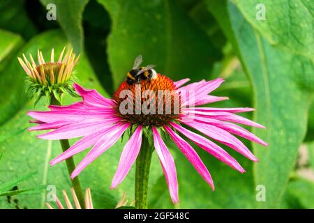 Hummel, die sich an blühenden Koneblumen ernährt Stockfoto