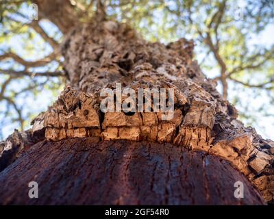 Rinde aus Korkeiche (Quercus suber) Stockfoto