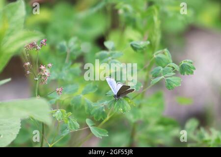 Ein silberner blauer Gossamer-Schmetterling, der auf Pflanzen sitzt Stockfoto