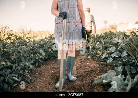 Landwirtschaftliche Arbeiterin hält Schaufel, während sie auf der Gemüsefarm steht Stockfoto