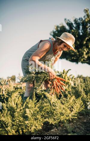 Ältere weibliche Farmarbeiterin erntet Karotten auf dem landwirtschaftlichen Feld an sonnigen Tagen Stockfoto