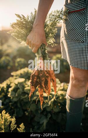 Bäuerin, die Karotten im Gemüsegarten hält Stockfoto