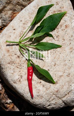 Thailändische Chilischoten Stockfoto