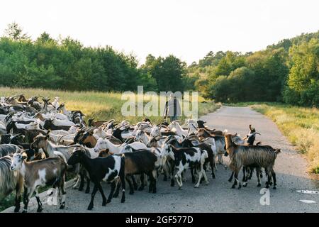 Älterer männlicher Hirte, der auf der Straße hinter einer Ziegenherde herumläuft Stockfoto