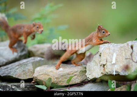Zwei eurasische rote Eichhörnchen (Sciurus vulgaris) springen auf Felsen Stockfoto