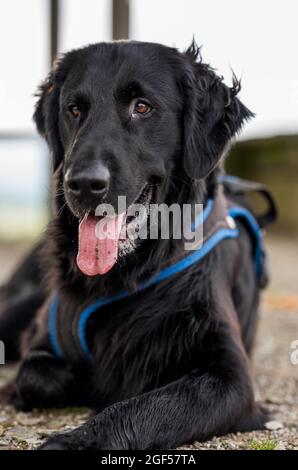 Porträt eines schönen flach beschichteten Retriever Hund Stockfoto