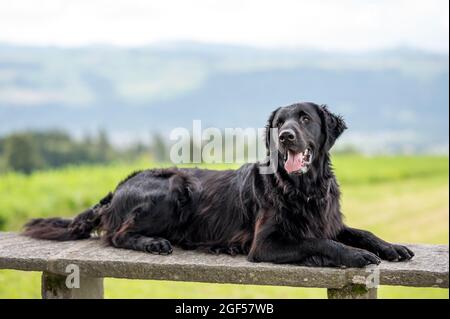 Schöner schwarz flach beschichteter Retriever Hund auf einer Bank Stockfoto