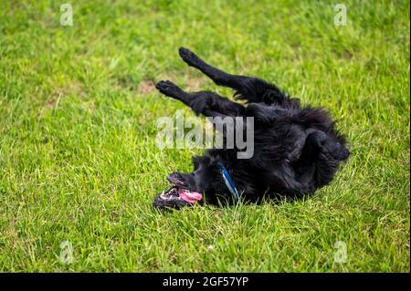 Verspielter schwarzer, flachbeschichteter Retriever-Hund im Sommer im hohen Gras Stockfoto