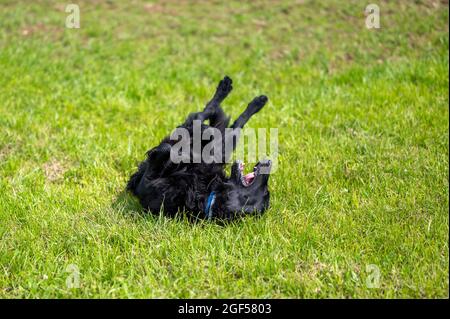 Verspielter schwarzer, flachbeschichteter Retriever-Hund im Sommer im hohen Gras Stockfoto