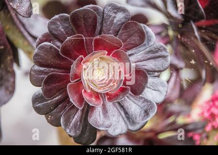 Violette Sukkulente, Aeonium Arboreum 'Zwartkop' (Schwarze Rose) Stockfoto