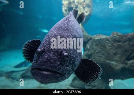 Madrid, Spanien. August 2021. Ein riesiger Zackenbarsch (Epinephelus lanceolatus), auch bekannt als Queensland Zackenbarsch, brindling Zackenbarsch oder meliert-brauner Seebarsch, schwimmt an einem Sommertag mit hohen Temperaturen im Zoo Aquarium von Madrid in seinem Gehege. Quelle: Marcos del Mazo/Alamy Live News Stockfoto