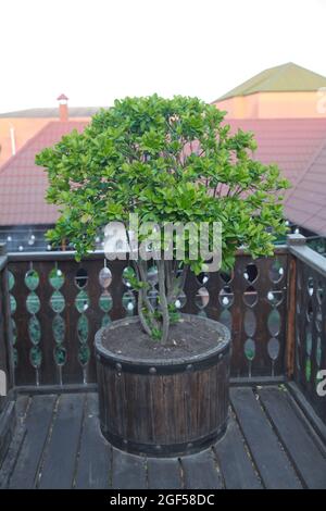 Box in Terrakotta-Topf . Buxus Ball . Buxus sempervirens (gemeinsame Box, europäische Box oder Buchsbaum) in Topf . Stockfoto