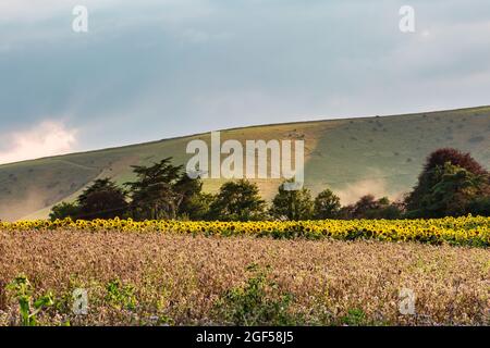 Blick über Ackerland und ein Sonnenblumenfeld in Richtung Kingston Ridge in den South Downs, an einem sonnigen Sommerabend Stockfoto