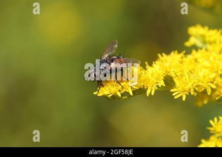 Peleteria rubescens. Unterfamilie Tachininae. Stamm Tachinini. Familie Tachinidae. Blühender kanadischer Goldrute (Solidago Canadensis), niederländischer Garten. Niederlande, Stockfoto