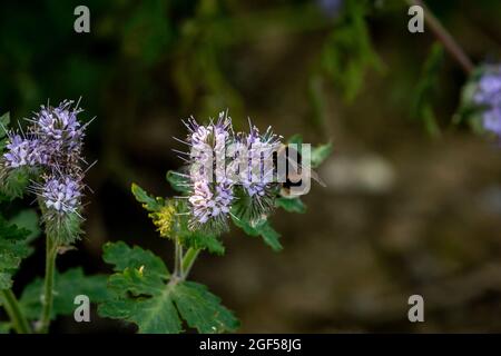Eine Biene, die auf einer Aphacelia tanacetifolia Blume am Rande des Ackerlandes thront Stockfoto