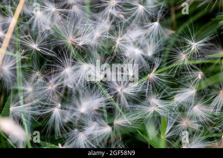 Eine Fülle von Dandelionssamen, die im Gras liegen, nachdem sie im Wind geweht haben Stockfoto