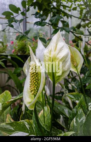 Friedenslilien im Garten; Vorder- und Rückseite der cremefarbenen Blume im Blick. Eine immergrüne krautige mehrjährige Pflanzen Stockfoto