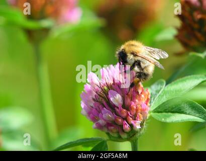 Frühe Bumblebee isoliert auf Kleeblatt Blume aus Fokus Hintergrund Stockfoto