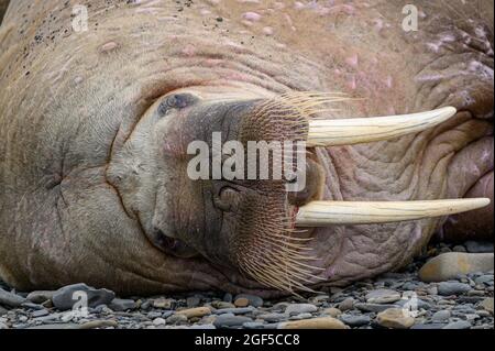 Walrus, Spitzbergen; Norwegen Stockfoto