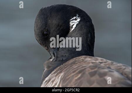 Atlantic brent Gänsehaut aus nächster Nähe Stockfoto