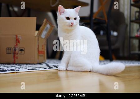 Weiße kurzhaarige Katze in der Nähe des Kastens Stockfoto