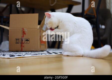 Weiße kurzhaarige Katze in der Nähe des Kastens Stockfoto