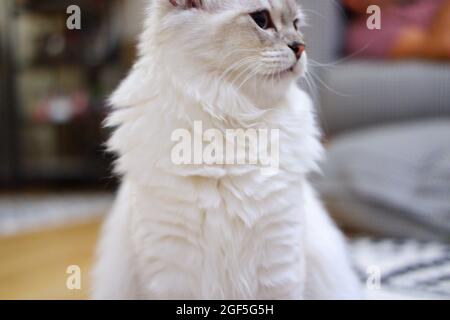 White Furry Scottish Fold Indoor mit schönem unschuldigen Look Stockfoto