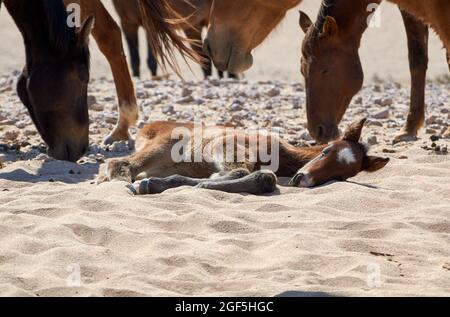Namib Wüstenpferd Fohlen schlafen in heißem Sand. Stockfoto