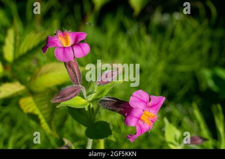 Selektive Fokusaufnahme der schönen großen lila Monkeyflower Stockfoto