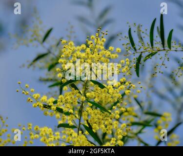 Goldenes Wattle, Blauer Himmel Stockfoto