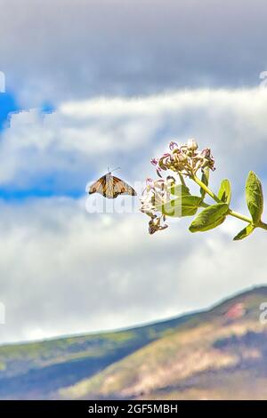 Unbeschwerter Monarchschmetterling, der zu einem riesigen Milchkrautbaum fliegt. Stockfoto