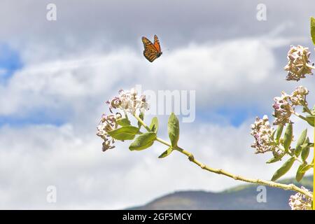 Unbeschwerter Monarchschmetterling, der zu einem riesigen Milchkrautbaum fliegt. Stockfoto