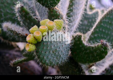 Stachelige Birne Stockfoto