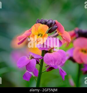 Erysimum Chelsea Jacke Stockfoto