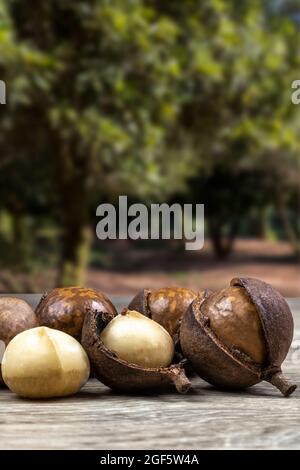 Gruppe von Macadamia-Nüssen auf einem Holztisch mit einem Obstgarten im Hintergrund, Brasilien Stockfoto