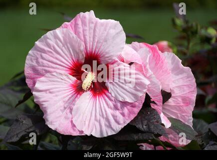 Große Blütenblätter von Rosenmallow „Perfect Storm“-Hibiskus Stockfoto