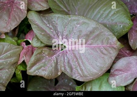Schönes Syngonium Neon Robusta Blatt, auch bekannt als Arrowhead Vine Pflanze Stockfoto