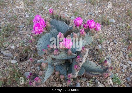 In der Mojave-Wüste im Südwesten Utahs blüht der Perlenschwanzkaktus (Opuntia basilaris) Stockfoto