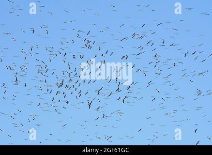 Damaskus, Syrien. August 2021. Zugvögel werden am 23. August 2021 am Himmel über Damaskus in Syrien gesehen. Quelle: Ammar Safarjalani/Xinhua/Alamy Live News Stockfoto