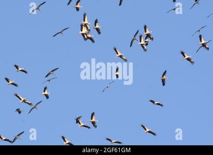 Damaskus, Syrien. August 2021. Zugvögel werden am 23. August 2021 am Himmel über Damaskus in Syrien gesehen. Quelle: Ammar Safarjalani/Xinhua/Alamy Live News Stockfoto