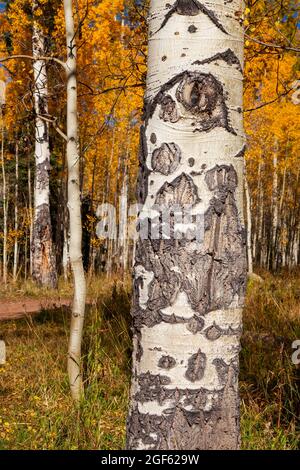 Aspen Trunk, Maroon Bells Snowmass Wilderness. White River National Forest, Colorado Stockfoto