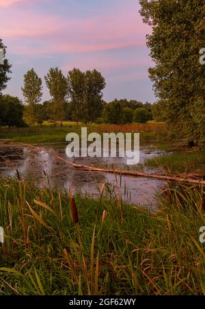 Sonnenuntergang über einem Sumpf im ländlichen Michigan Stockfoto