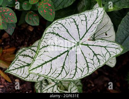 Weiß und grün geädert Blätter von Candidum Stockfoto