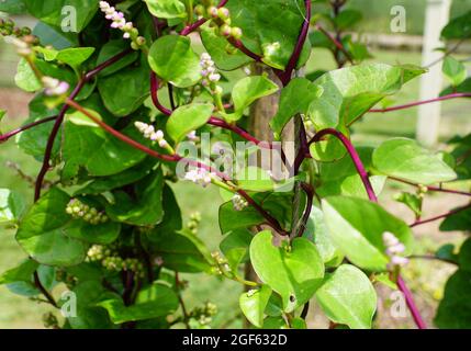Der rote Stamm des Malabar-Spinats mit dem wissenschaftlichen Namen Basella Rubra Stockfoto